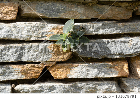 Green plant growing between stone bricks of a wall. Symbol of resilience, strength and survival in nature overcoming obstacles. Ecology and hope concept. 131679791