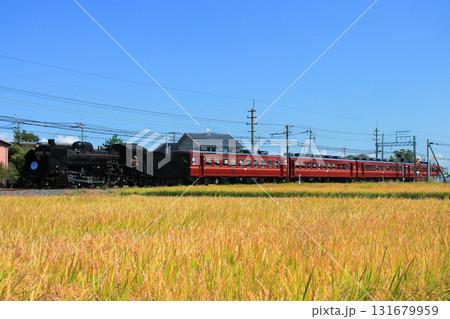 秋の青空と黄金色の稲穂の中を行くSLパレオエクスプレス 131679959