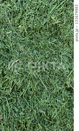 Freshly cut grass piled in sunlight at a garden in summer, showcasing vibrant green colors and texture Freshly cut grass piled in sunlight at a garden in summer, showcasing vibrant green colors and texture 131679983