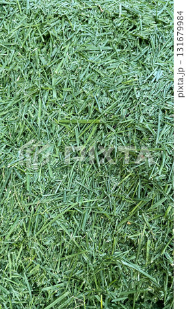 Freshly cut grass piled in sunlight at a garden in summer, showcasing vibrant green colors and texture Freshly cut grass piled in sunlight at a garden in summer, showcasing vibrant green colors and texture 131679984