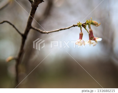 4月に美しく咲いた丁字桜(チョウジザクラ) 4月に美しく咲いた丁字桜(チョウジザクラ) 131680215