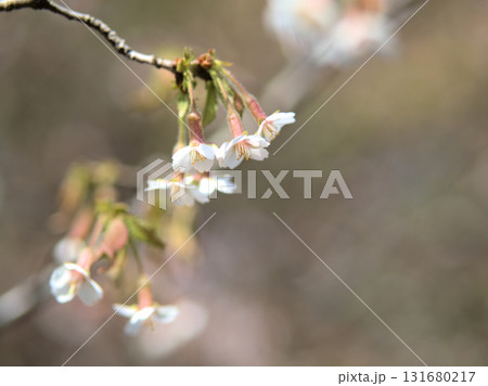 4月に美しく咲いた丁字桜（チョウジザクラ） 131680217