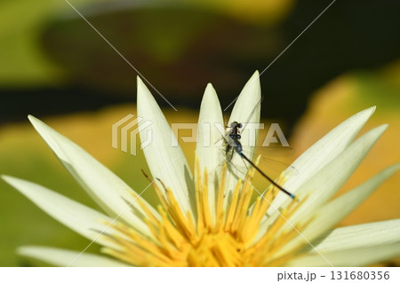 アオモンイトトンボの共食い 131680356