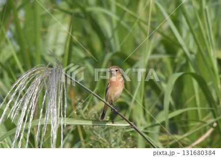 ノビタキ 131680384