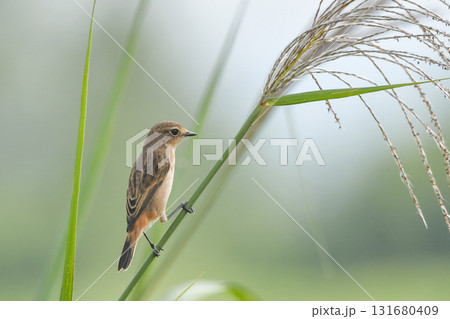 ノビタキ 131680409