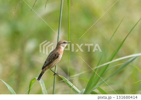 ノビタキ 131680414