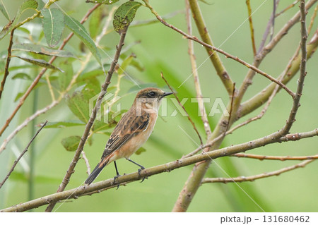 ノビタキ ノビタキ 131680462