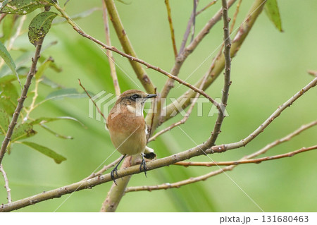 ノビタキ 131680463