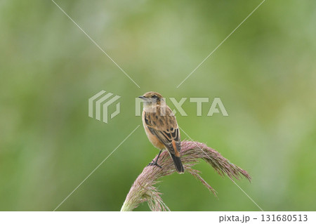 ノビタキ 131680513