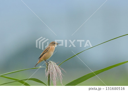 ノビタキ 131680516