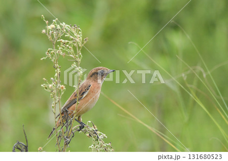 ノビタキ 131680523