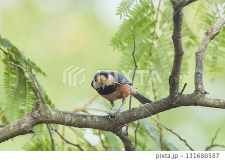 ヤマガラ 131680587