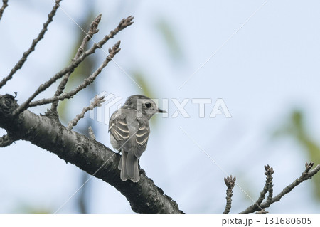 コサメビタキ 131680605