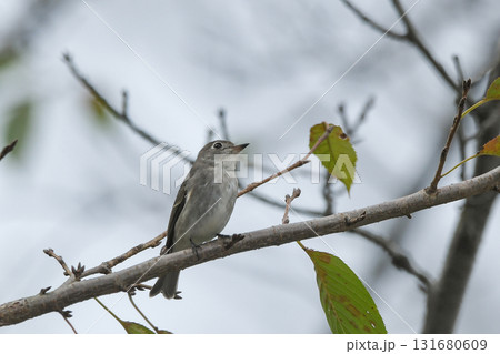 コサメビタキ 131680609