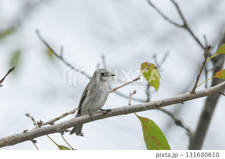 コサメビタキ 131680610