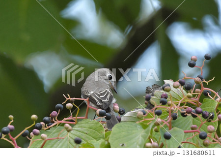 コサメビタキ 131680611