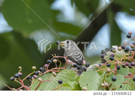 コサメビタキ 131680612