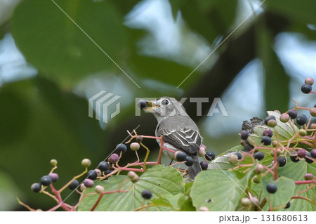 コサメビタキ コサメビタキ 131680613