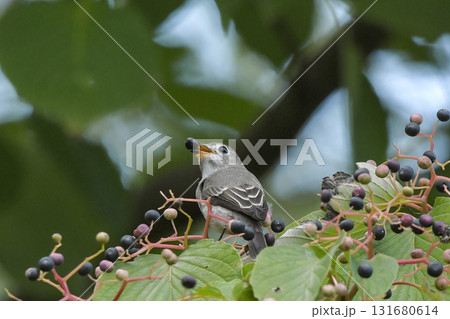 コサメビタキ 131680614