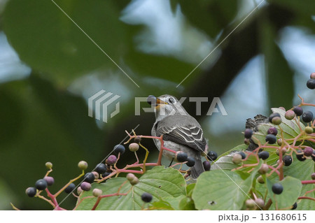 コサメビタキ 131680615