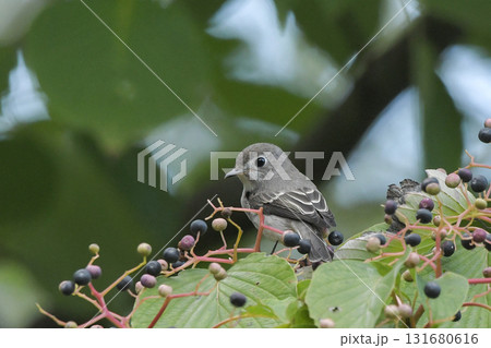 コサメビタキ 131680616