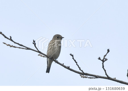 エゾビタキ 131680639