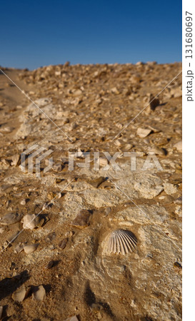 Fossils in the desert Fossils in the desert 131680697