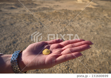 Shell on the palm of hand  131680699