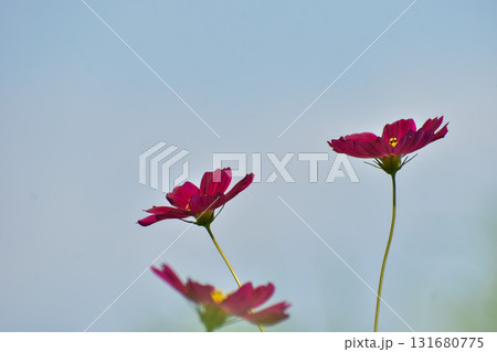 赤紫のコスモスの花 131680775