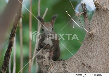 木の上で休むエゾリス 131680799