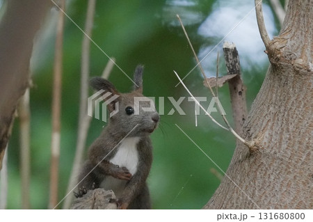 木の上で休むエゾリス 131680800
