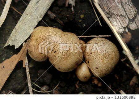 小さなゴマ団子のようなニセショウロキノコ塊(アウトドアフィールド菌&キノコ類マクロ撮影) 小さなゴマ団子のようなニセショウロキノコ塊(アウトドアフィールド菌&キノコ類マクロ撮影) 131680898