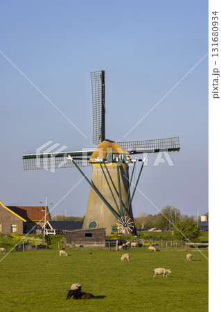 Dutch windmill in Warmond with sheep grazing on the pasture 131680934