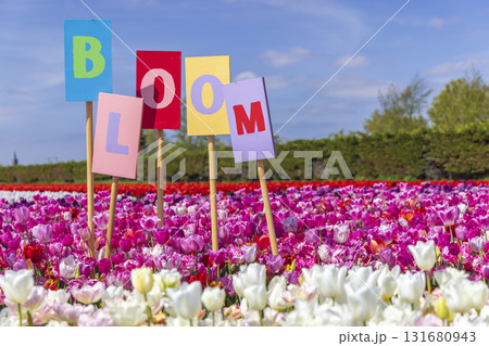 Bloom signs standing in a field of colorful blooming tulips in Hillegom 131680943