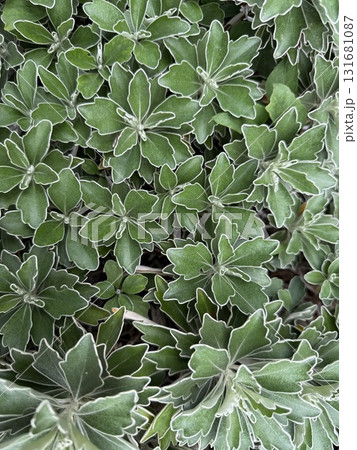 ソイギクの葉 131681087