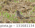 ヒバリ ヒバリ 131681134