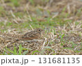 ヒバリ ヒバリ 131681135