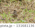 ヒバリ ヒバリ 131681136