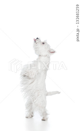 Playful white dog standing on hind legs isolated on white Playful white dog standing on hind legs isolated on white 131681259