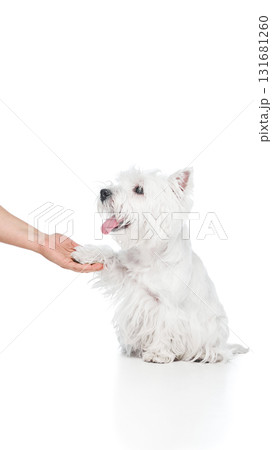 Dog giving paw to human hand showing trust and connection Dog giving paw to human hand showing trust and connection 131681260