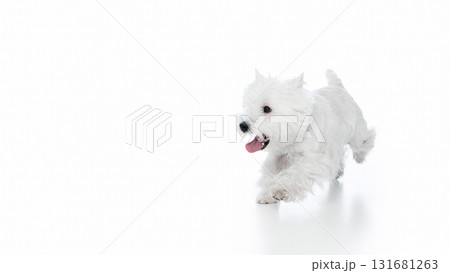Running white dog with open mouth full of excitement 131681263