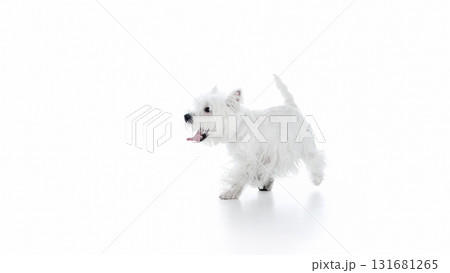Playful white dog walking isolated on bright background Playful white dog walking isolated on bright background 131681265