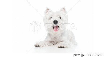 Happy white dog lying down looking forward with bright expression Happy white dog lying down looking forward with bright expression 131681266