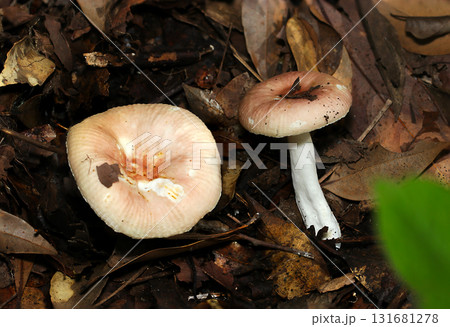 白地に薄紅色がかわいいベニタケ属キノコ（カサと側面全体像・自然環境下菌・キノコ類マクロ撮影） 131681278