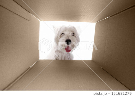 Curious white dog looking inside cardboard box with playful expression Curious white dog looking inside cardboard box with playful expression 131681279