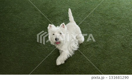 Happy white dog walking on green grass outdoors 131681290