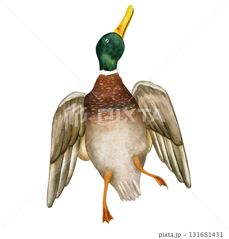 Dead duck, killed male. For hunting trophy illustrations. Watercolor illustration on a white background. Hand-drawn 131681431