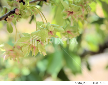 4月に美しく咲いた緑色の桜「御衣黄(ギョイコウ)」 4月に美しく咲いた緑色の桜「御衣黄(ギョイコウ)」 131681490