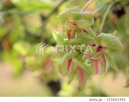 4月に美しく咲いた緑色の桜「御衣黄（ギョイコウ）」 131681491