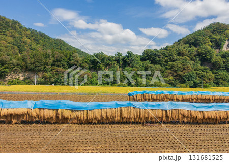 里山をバックに稲架掛けの風景【長野県】 里山をバックに稲架掛けの風景【長野県】 131681525